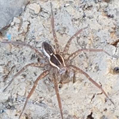 Dolomedes sp. (genus) (Fishing spider) at Holt, ACT - 18 Apr 2021 by tpreston
