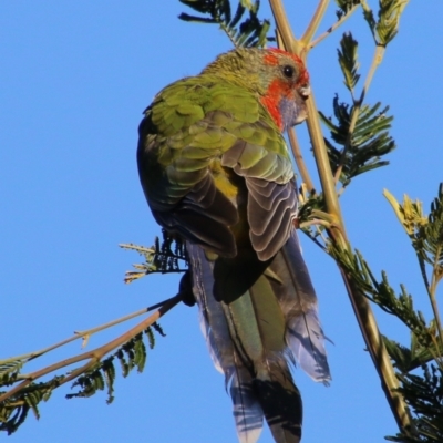 Platycercus elegans (Crimson Rosella) at Deakin, ACT - 18 Apr 2021 by LisaH