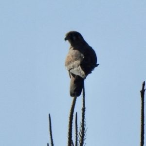 Falco berigora at Molonglo, ACT - 18 Apr 2021 11:12 AM