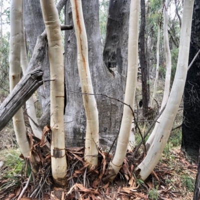 Eucalyptus mannifera subsp. mannifera (Brittle Gum) at Stromlo, ACT - 17 Apr 2021 by KMcCue