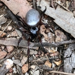 Trichonephila edulis (Golden orb weaver) at Denman Prospect, ACT - 18 Apr 2021 by KMcCue
