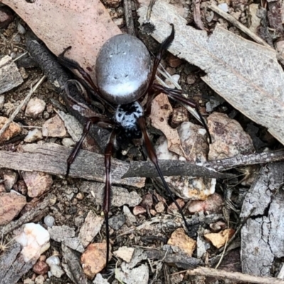 Trichonephila edulis (Golden orb weaver) at Denman Prospect, ACT - 18 Apr 2021 by KMcCue