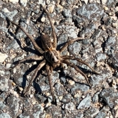 Tasmanicosa sp. (genus) (Tasmanicosa wolf spider) at Denman Prospect, ACT - 18 Apr 2021 by KMcCue