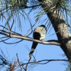 Psephotus haematonotus (Red-rumped Parrot) at Denman Prospect, ACT - 18 Apr 2021 by KMcCue