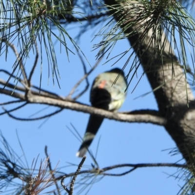 Psephotus haematonotus (Red-rumped Parrot) at Denman Prospect, ACT - 18 Apr 2021 by KMcCue