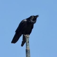 Corvus coronoides (Australian Raven) at Molonglo Valley, ACT - 18 Apr 2021 by KMcCue