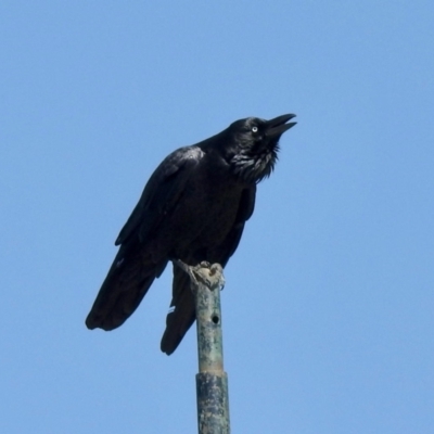 Corvus coronoides (Australian Raven) at Molonglo Valley, ACT - 18 Apr 2021 by KMcCue