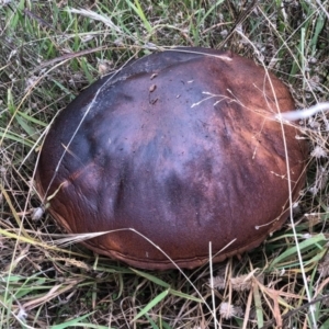 zz bolete at Stromlo, ACT - 18 Apr 2021 08:49 AM