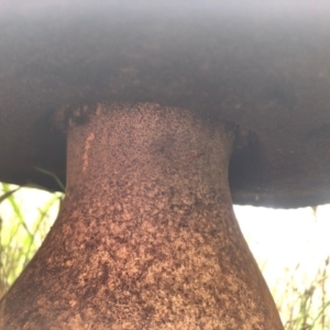 zz bolete at Stromlo, ACT - 18 Apr 2021