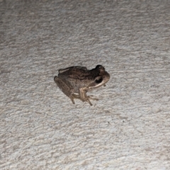 Litoria paraewingi (Victorian Frog) at Thurgoona, NSW - 18 Apr 2021 by ChrisAllen