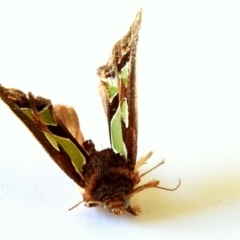 Cosmodes elegans (Green Blotched Moth) at Crooked Corner, NSW - 18 Apr 2021 by Milly