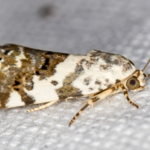 Acontia nivipicta at Melba, ACT - 25 Jan 2021