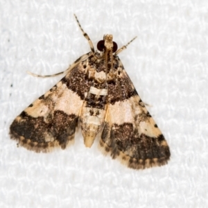 Nacoleia mesochlora at Melba, ACT - 25 Jan 2021 11:28 AM