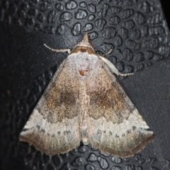 Mataeomera mesotaenia (Large Scale Moth) at Melba, ACT - 25 Jan 2021 by Bron