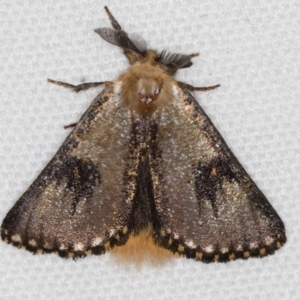 Epicoma contristis at Melba, ACT - 25 Jan 2021 12:03 PM