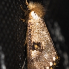 Epicoma contristis at Melba, ACT - 25 Jan 2021 12:03 PM