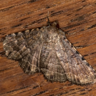 Diatenes aglossoides (An Erebid Moth) at Melba, ACT - 25 Jan 2021 by Bron