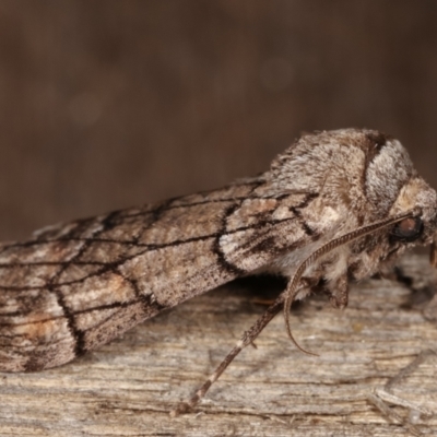 Stibaroma undescribed species (A Line-moth) at Melba, ACT - 14 Apr 2021 by kasiaaus