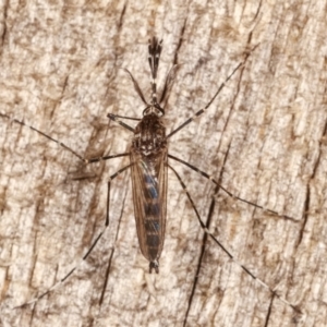 Culicidae (family) at Melba, ACT - 15 Apr 2021