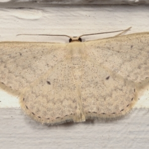 Scopula optivata at Melba, ACT - 15 Apr 2021