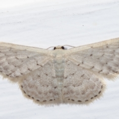 Idaea philocosma (Flecked Wave) at Melba, ACT - 15 Apr 2021 by kasiaaus