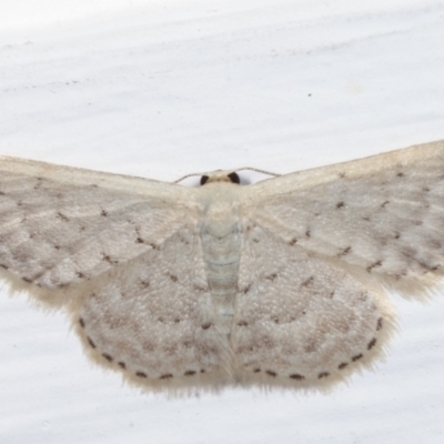 Idaea philocosma (Flecked Wave) at Melba, ACT - 15 Apr 2021 by kasiaaus