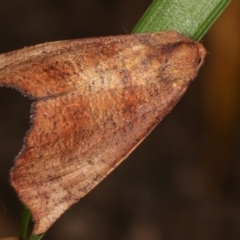 Mnesampela privata (Autumn Gum Moth) at Melba, ACT - 14 Apr 2021 by kasiaaus