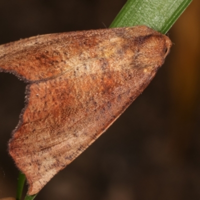 Mnesampela privata (Autumn Gum Moth) at Melba, ACT - 15 Apr 2021 by kasiaaus