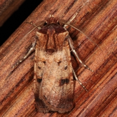 Agrotis porphyricollis (Variable Cutworm) at Melba, ACT - 15 Apr 2021 by kasiaaus