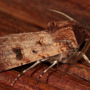 Agrotis porphyricollis at Melba, ACT - 15 Apr 2021 07:27 PM