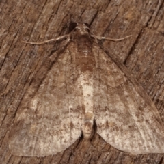 Alapadna pauropis (Variable Spot-wing) at Melba, ACT - 15 Apr 2021 by kasiaaus