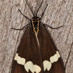 Nyctemera amicus (Senecio Moth, Magpie Moth, Cineraria Moth) at Melba, ACT - 15 Apr 2021 by kasiaaus