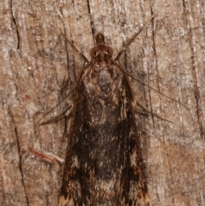 Achyra affinitalis at Melba, ACT - 15 Apr 2021 10:12 PM