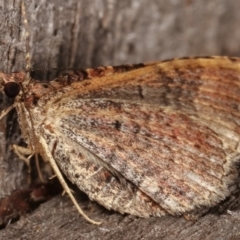 Larentiinae (subfamily) (A geometer moth) at Melba, ACT - 15 Apr 2021 by kasiaaus