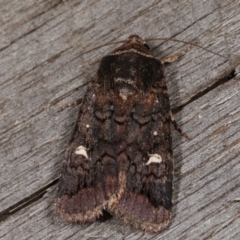 Proteuxoa (genus) (A Noctuid moth) at Melba, ACT - 15 Apr 2021 by kasiaaus