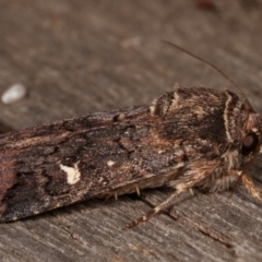 Proteuxoa (genus) at Melba, ACT - 15 Apr 2021 10:19 PM