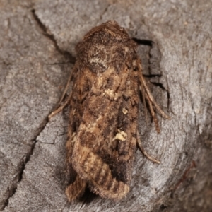 Proteuxoa (genus) at Melba, ACT - 15 Apr 2021 10:20 PM