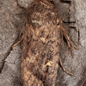 Proteuxoa (genus) at Melba, ACT - 15 Apr 2021 10:20 PM