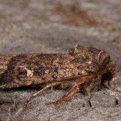 Proteuxoa (genus) at Melba, ACT - 15 Apr 2021 10:20 PM