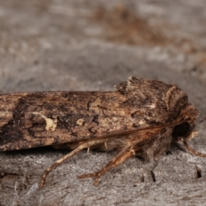 Proteuxoa (genus) at Melba, ACT - 15 Apr 2021 10:20 PM