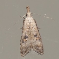 Carposina undescribed species (A Fruitworm moth (Family Carposinidae)) at Melba, ACT - 16 Apr 2021 by kasiaaus
