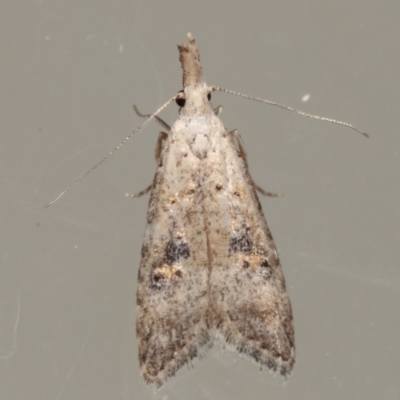 Carposina undescribed species (A Fruitworm moth (Family Carposinidae)) at Melba, ACT - 16 Apr 2021 by kasiaaus