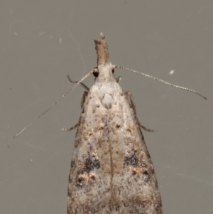 Carposina undescribed species at Melba, ACT - 16 Apr 2021 06:39 PM