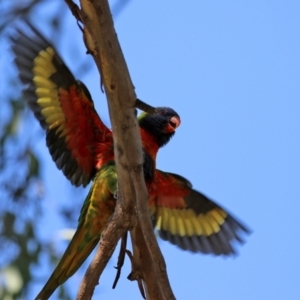 Trichoglossus moluccanus at Wanniassa, ACT - 18 Apr 2021