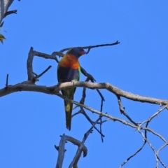 Trichoglossus moluccanus at Wanniassa, ACT - 18 Apr 2021