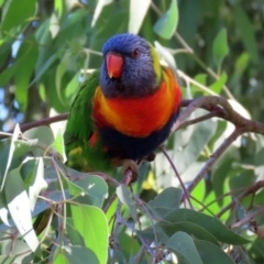 Trichoglossus moluccanus at Wanniassa, ACT - 18 Apr 2021