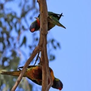 Trichoglossus moluccanus at Wanniassa, ACT - 18 Apr 2021