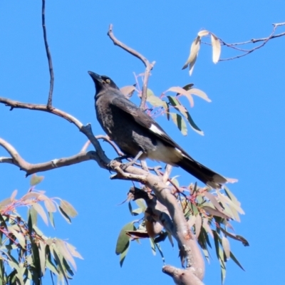 Strepera graculina (Pied Currawong) at Wanniassa, ACT - 18 Apr 2021 by RodDeb