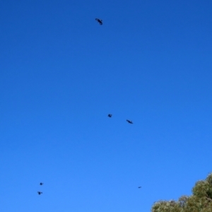 Strepera graculina at Wanniassa, ACT - 18 Apr 2021