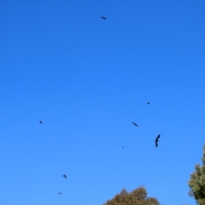 Strepera graculina at Wanniassa, ACT - 18 Apr 2021